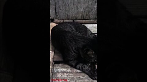 my beloved cat