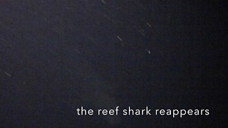 Stealthy Reef shark investigates night divers