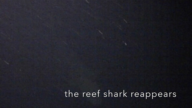 Stealthy Reef shark investigates night divers