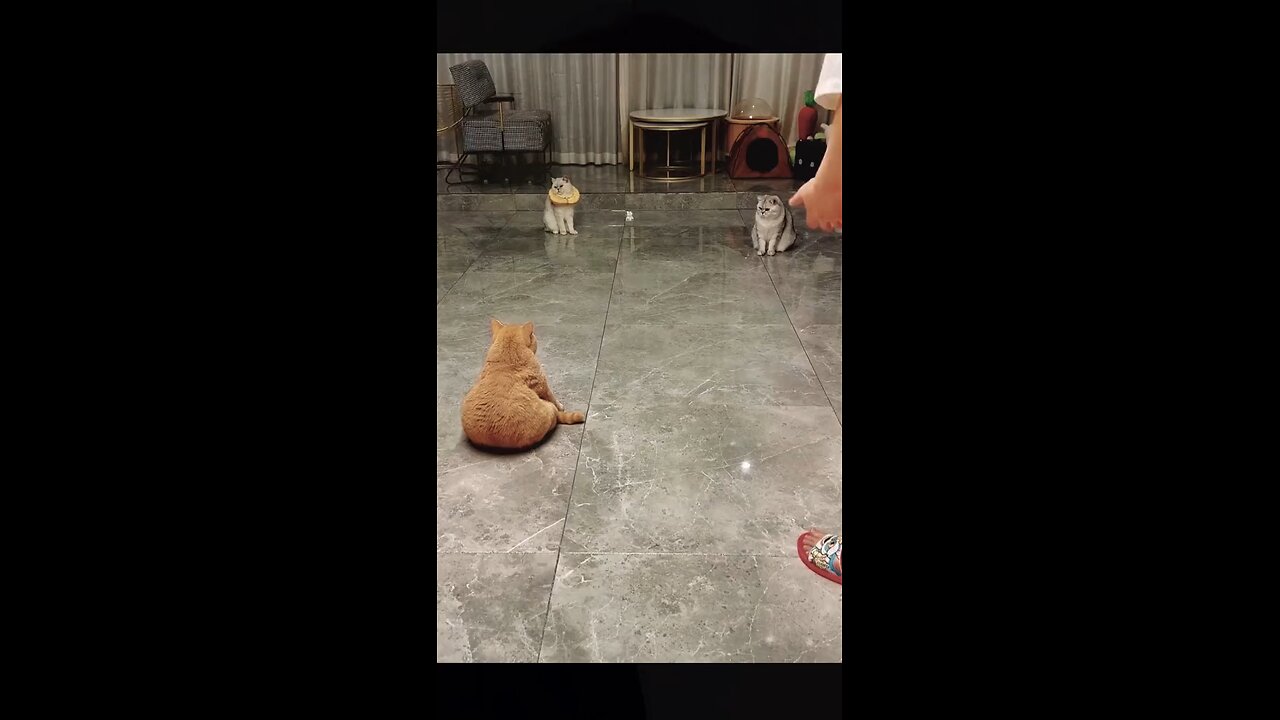 cats funny playing