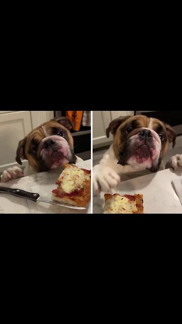 Hungry pup gives his best effort to reach pizza on the table
