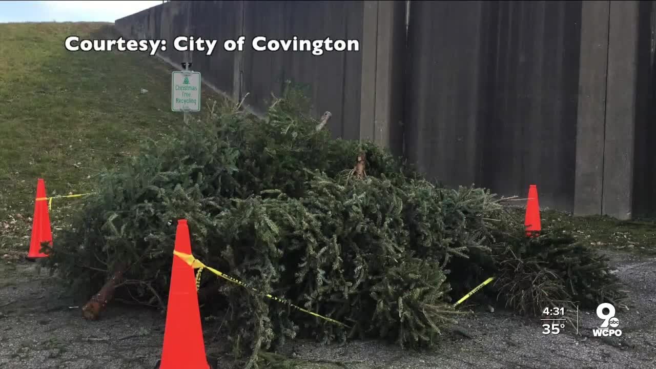 Covington recycles hundreds of Christmas trees and lights