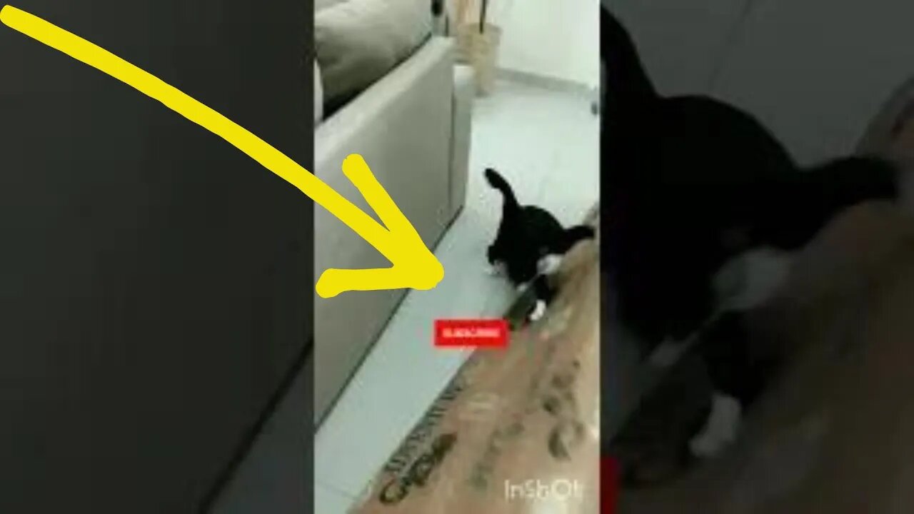 Gato Bartolomeu Tunico brincando com o rato 🐁😸