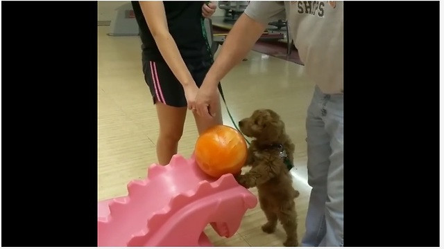 Goldendoodle puppy loves to go bowling