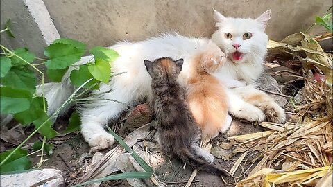 Scared mother cat wanted to take us to her kittens because she saw a big dog near