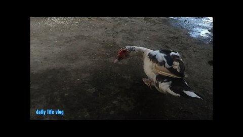 Mother duck happy | daily life vlog