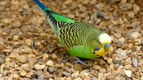 Budgie's search for food