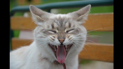 Can cats really talk!? *FUNNY*