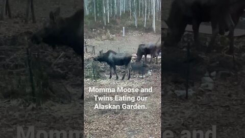 Moose with Twins eating our Alaskan Garden. #alaska #moose #garden