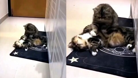 Cat video Cat Love