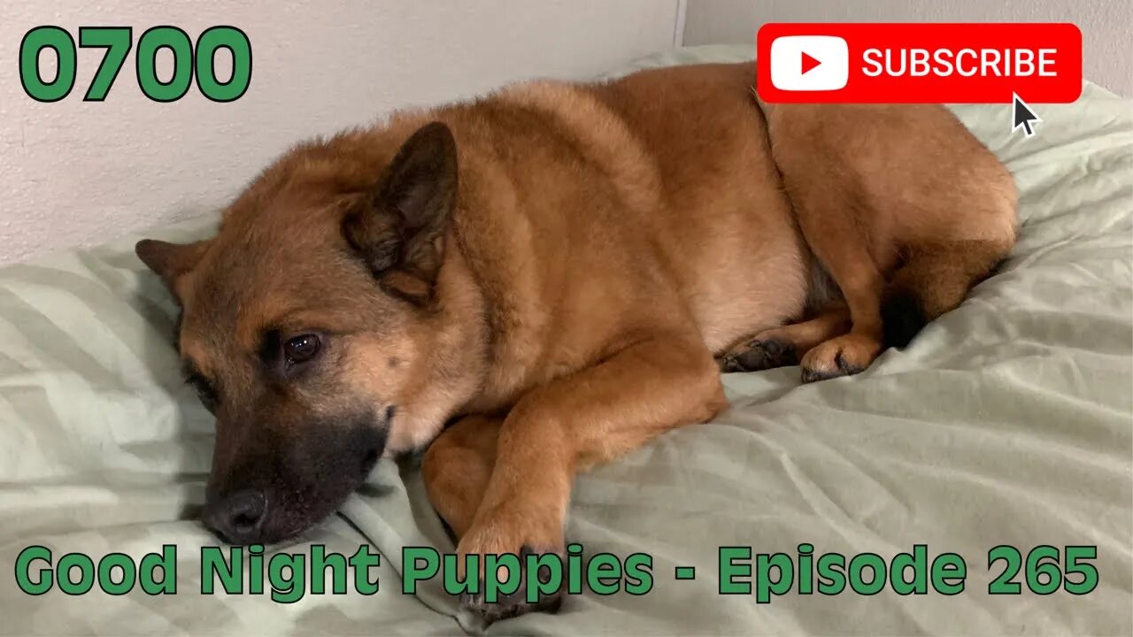 [0700] GOOD NIGHT PUPPIES - EPISODE 265 [#dogs #doggos #doggies #puppies #dogdaycare]