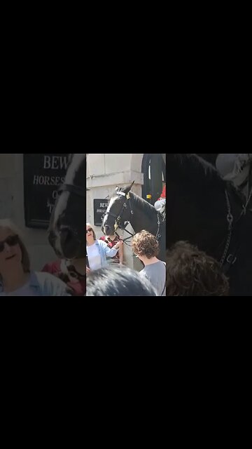 Tourist holds the reins nothing said from the guard #horseguardsparade