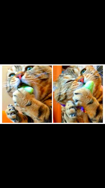 Cats like to eat cakes like this