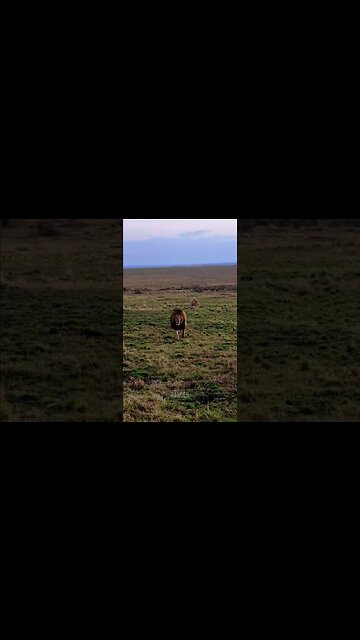 Lions On Patrol #shorts