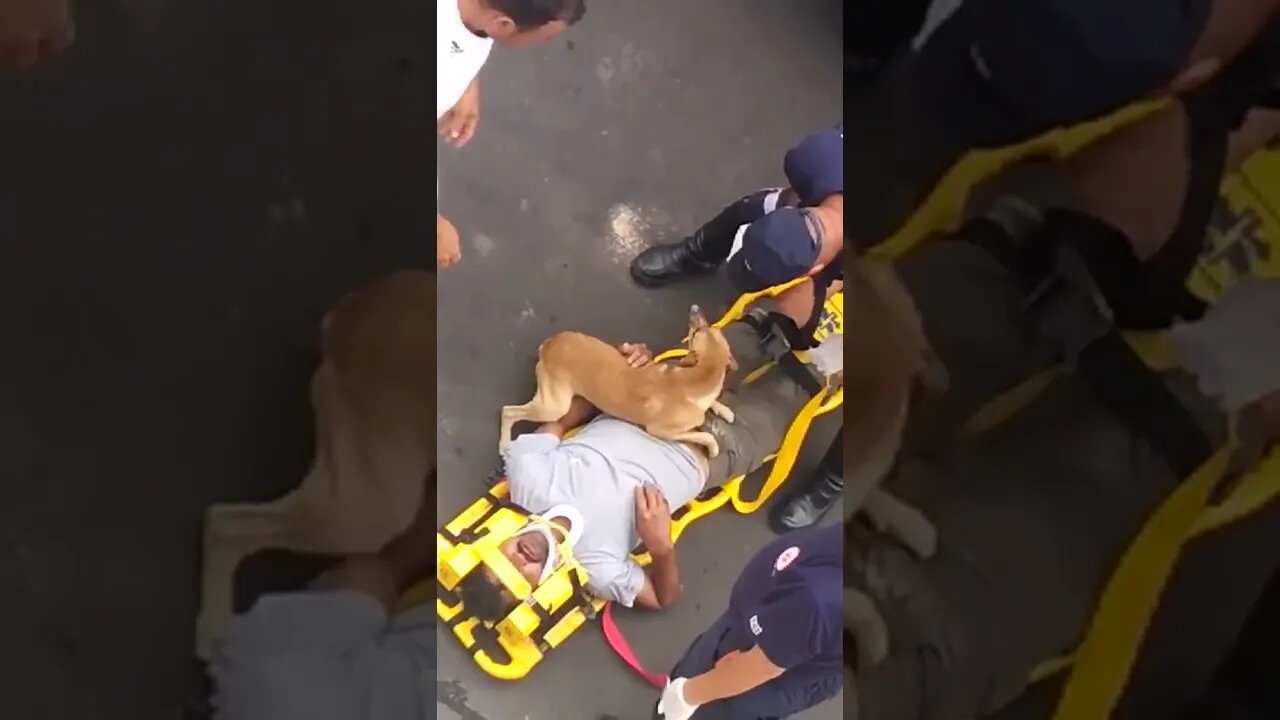 Dog Protects Owner From Paramedic