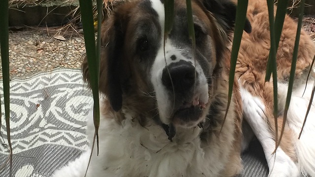 9 Years Later---St. Bernard, Bear still arguing with Mom