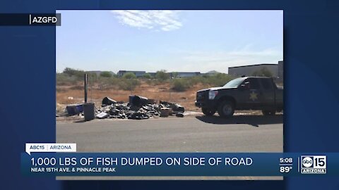 About 1,000 pounds of fish dumped on north Phoenix road