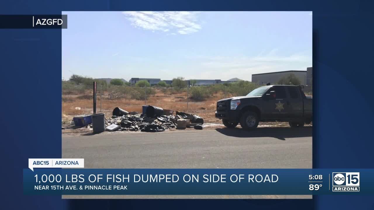 About 1,000 pounds of fish dumped on north Phoenix road