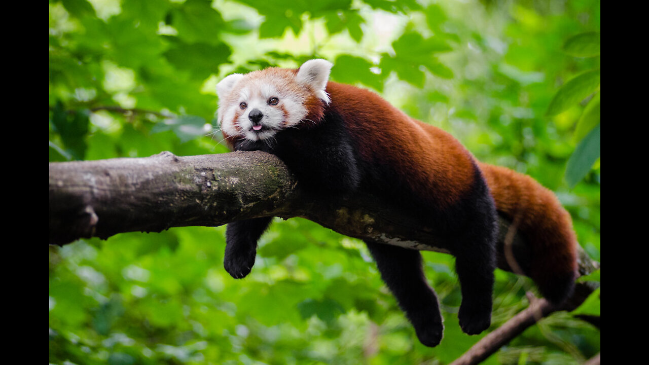 Red Panda Puzzle Feeder Enrichment