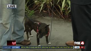 Pet of the week: Chloe