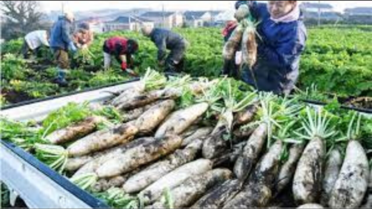 Amazing Agriculture Technology - White Radish Cultivation - Japanese Radish Harvest and Processing