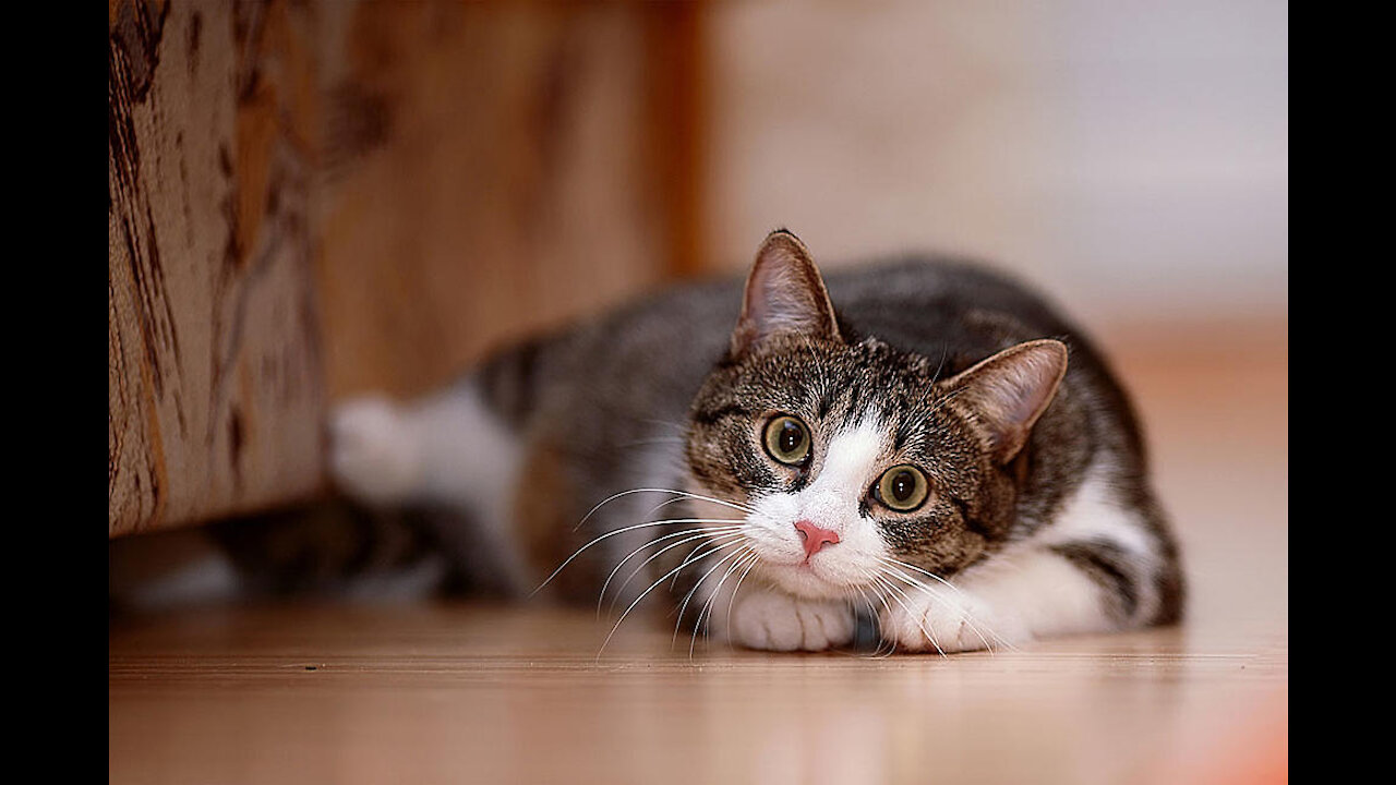 Crazy Caty