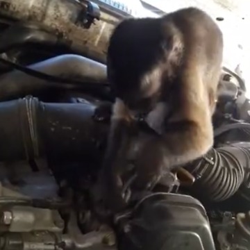 Is This Monkey A Mechanic?