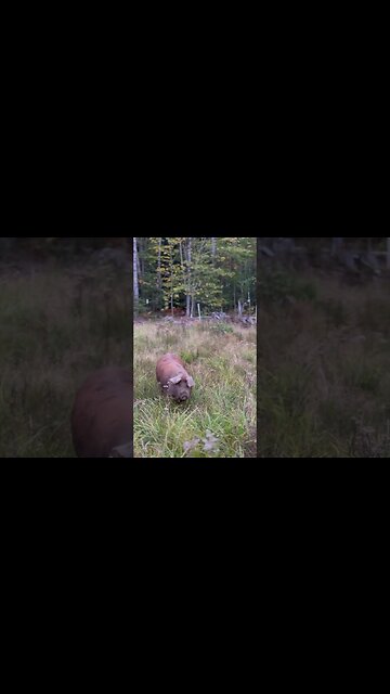 Fresh Pasture For The #Homestead #Pigs Today!