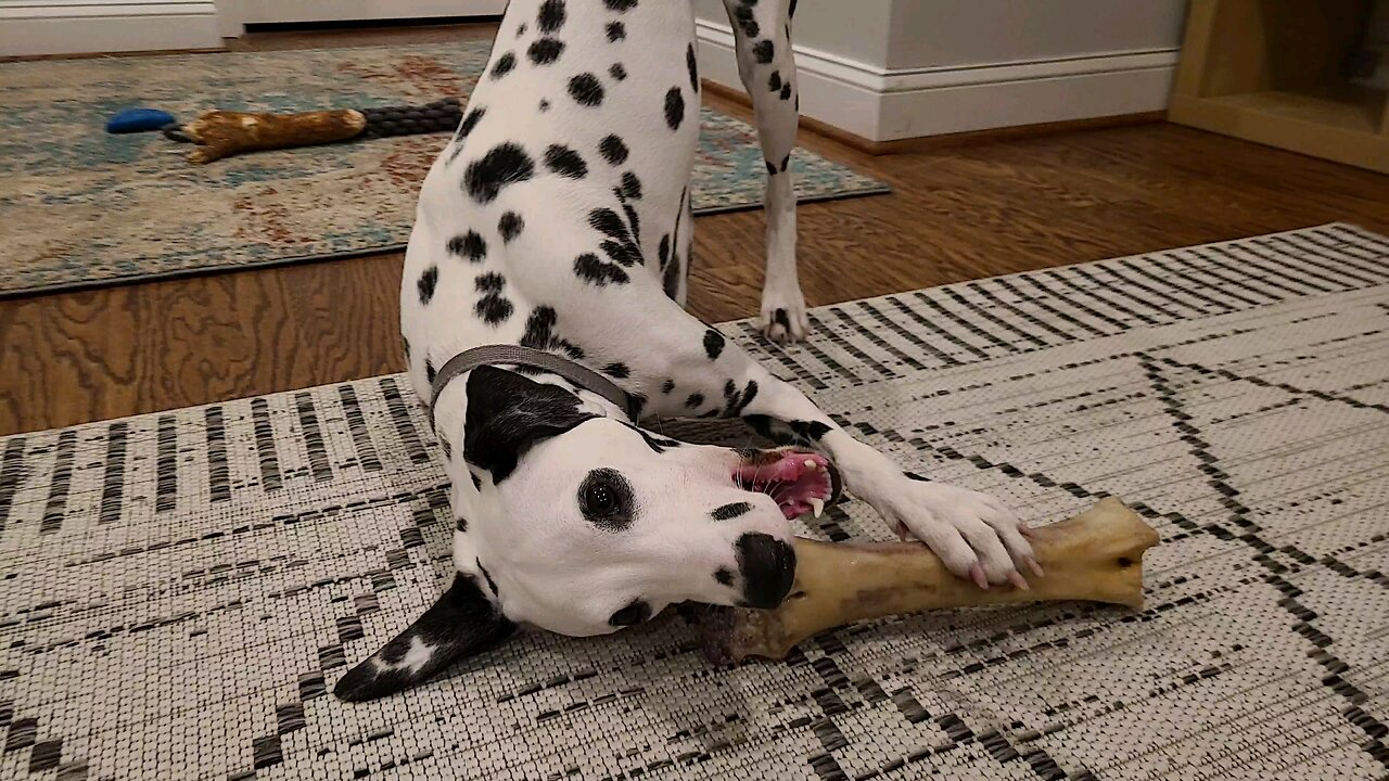 Luna and the Giant Beef Bone Day Six