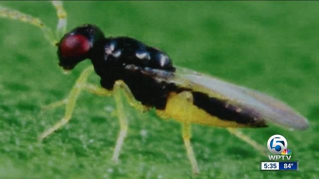 Wasp could help rescue Florida's struggling citrus industry