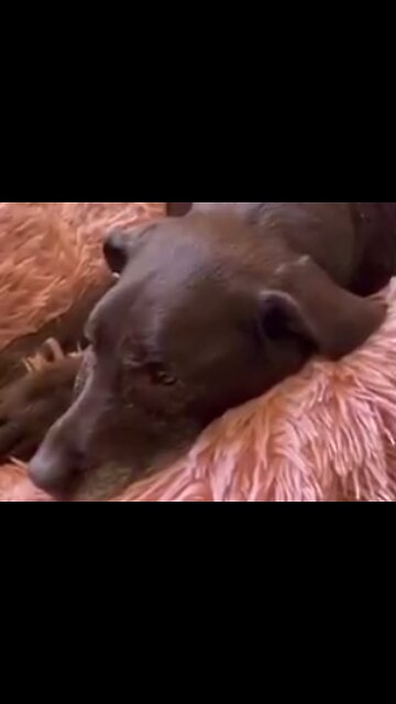 WHAT DO YOU DO WHEN YOUR DOG GROWS OLD? 😭😭🙏✝️🙌