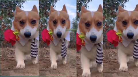 dog proposes with flower