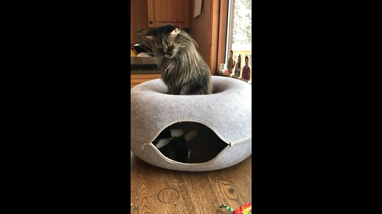 Funny cat