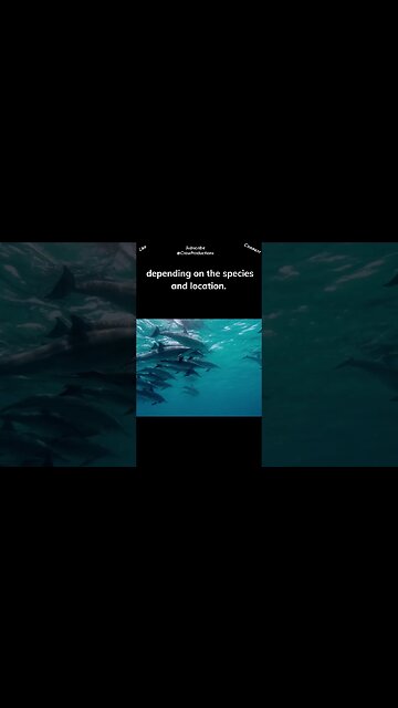 Dolphins are highly social animals and live in groups called pods #dolphin #shorts