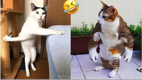 Funny animals