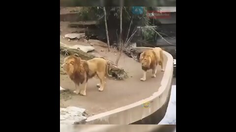 the king of the jungle was ashamed | New Two Lion animal Funny Video