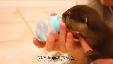 Man picked up two small wild otter, not abandon, what conditions are dare to take me back