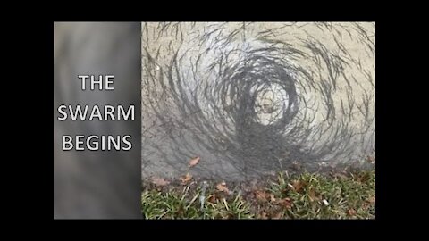 The Swarm : There Will Be Signs