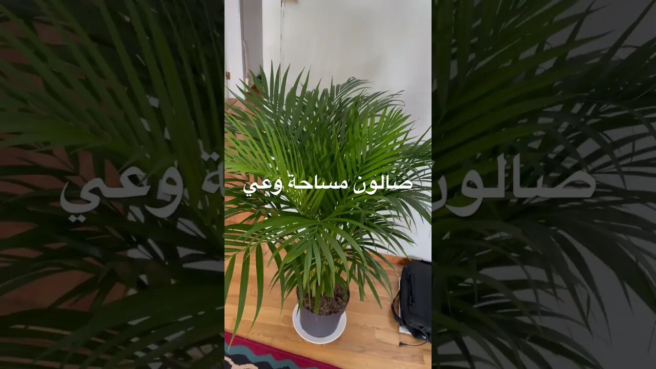 علم الطاقة: نباتات تجلب المال والحظ السعيد للبيت مثل المغناطيس | قناة صالون مساحة وعي