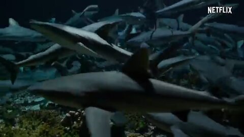 What will you do if you were among these shark