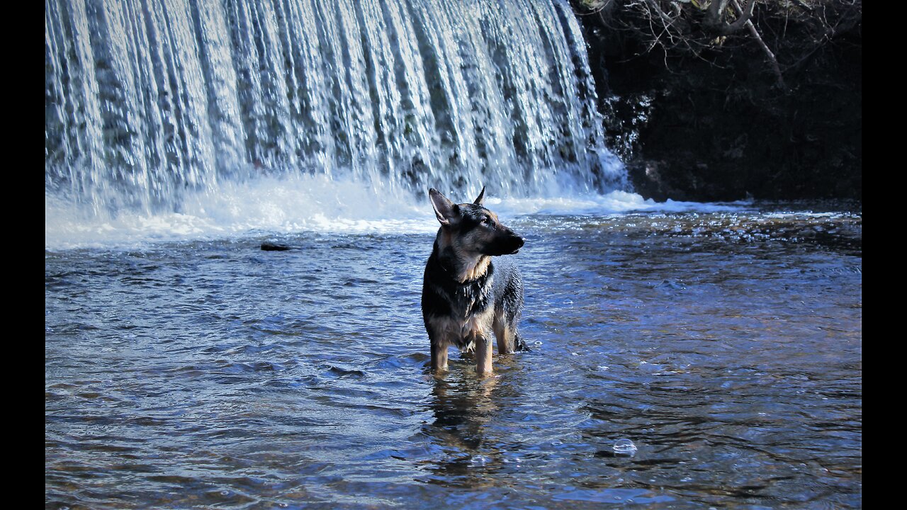 Harley Bear at her local creek.