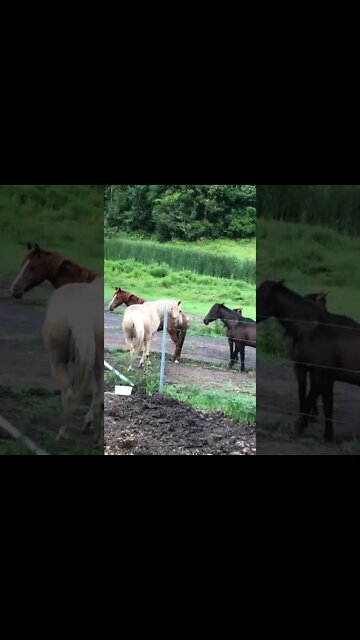 Trying to get some nice footage of the brumbies, you tell me?