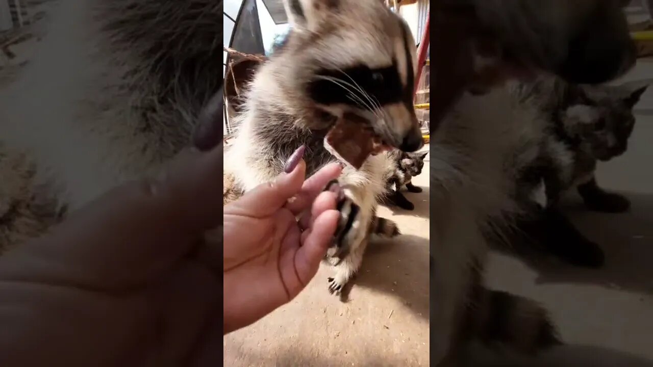 #shorts Смешные Еноты Из Тик Ток 3 Funny Tik Tok Raccoons