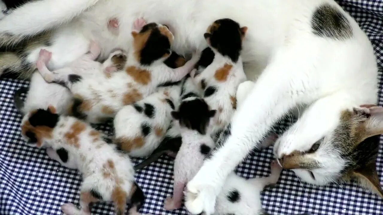 newborn #kittens feeding on mother