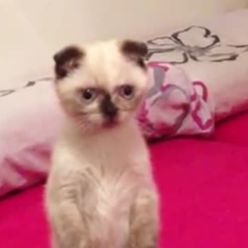 Focused cat stands on two legs with ease