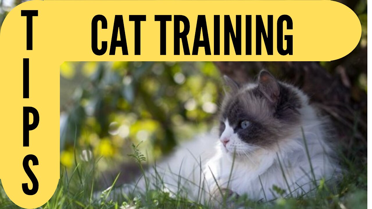 Train your CAT. Basic Cat Training Tips