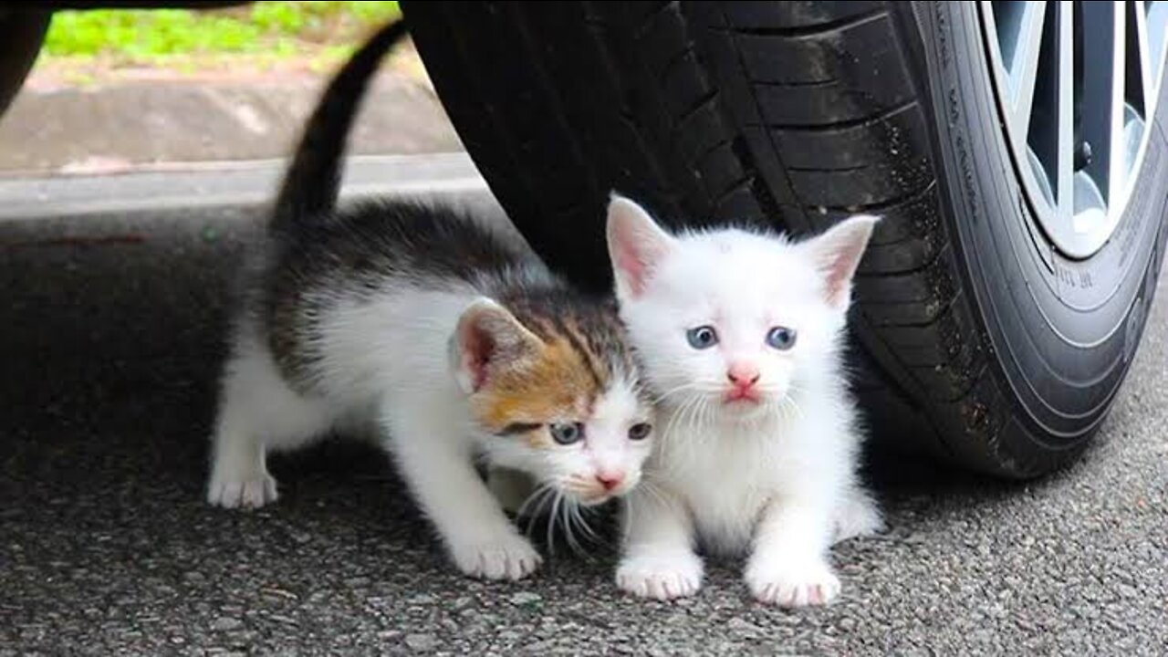 Experiment car vs baby cats/kitten , car vs toys, crushing crunchy and soft things by car vs kitty