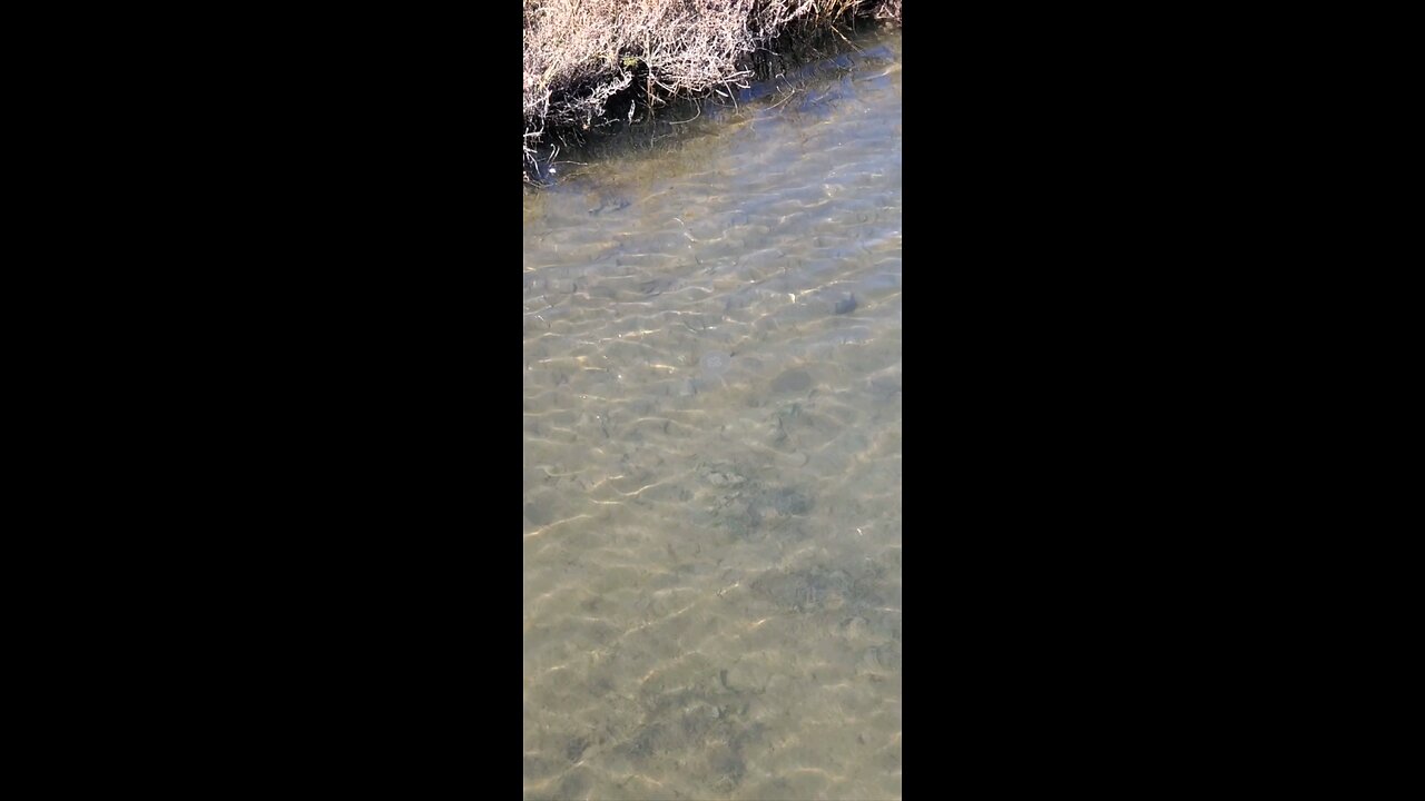 A Moon Jellyfish Swimming Along