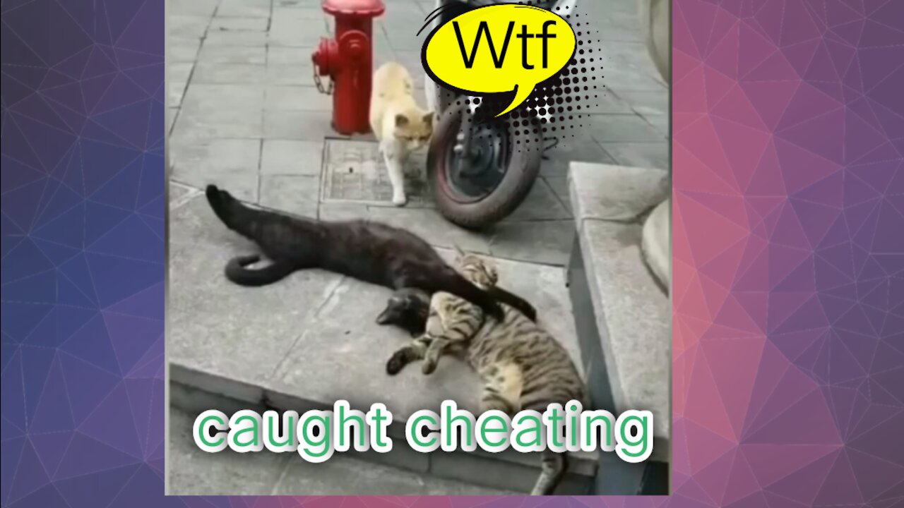 Cat Caught cheating