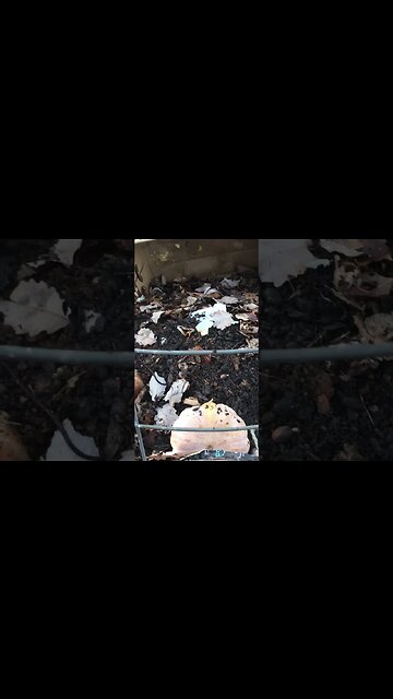 Are you capping with compost? #permaculture